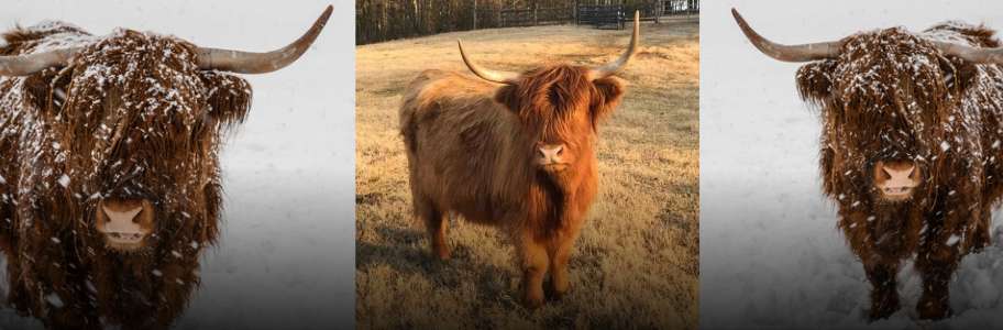 Breed of Highland Cow