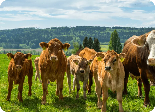 Dairy Cattle Program